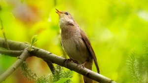 Спокойствие, любовь и тишина...