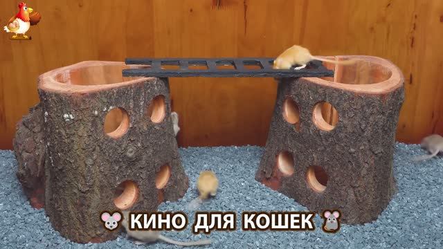 Видео для кошек про крысок развлекать питомцев 🐭🐀😂 (447) Видео для кошек про крысок развлекать питомцев 🐭🐀😂 (447)