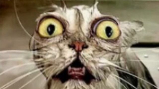 Мемные коты часть 1