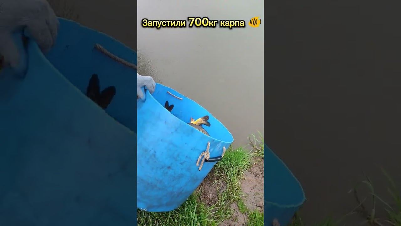 Запустили 700кг карпа в пруд