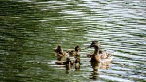 Грибочки люблю собирать, утки с выводками. июнь 26, 2019