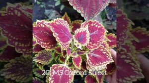 Вспоминаем лето. Коллекция колеусов 2025г. часть 1.