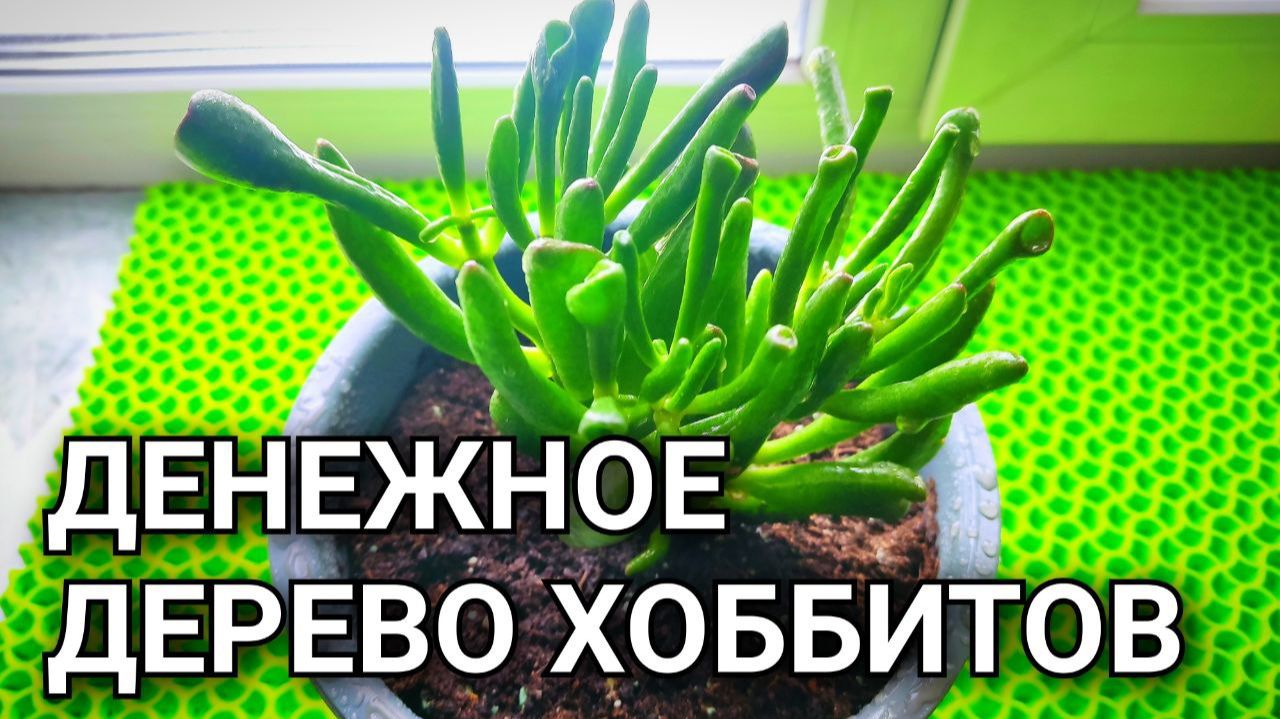ДЕНЕЖНОЕ ДЕРЕВО ХОББИТОВ: эксперт делится секретами выращивания и размножения 🌱 смотреть онлайн
