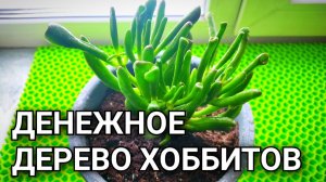 ДЕНЕЖНОЕ ДЕРЕВО ХОББИТОВ: эксперт делится секретами выращивания и размножения 🌱
