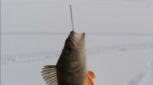 Блесна на окуня и корюшку своими руками