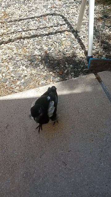 ричи на прогулке