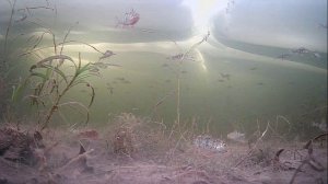 1000008427.mp4Волга.28.01.2026г.