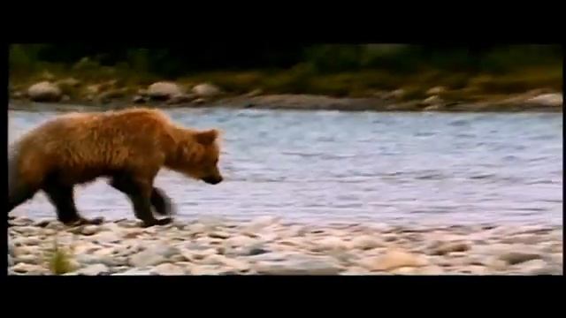 Трейлер мультфильма «Братец медвежонок» 2003 смотреть онлайн