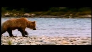 Трейлер мультфильма «Братец медвежонок» 2003