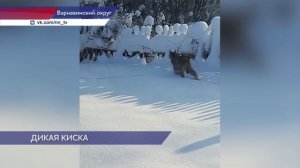 Рысь посетила посёлок Северный в Варнавинском округе