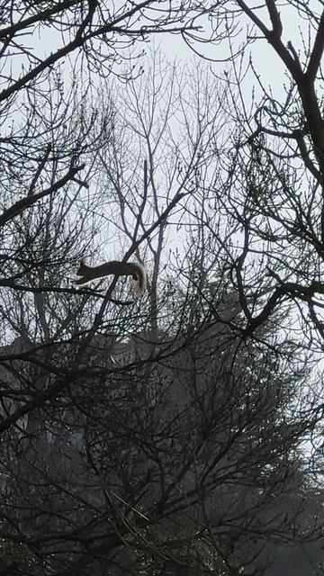 Прыжок белки смотреть онлайн