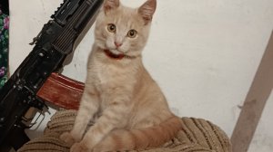 Атакуйшин в деле!