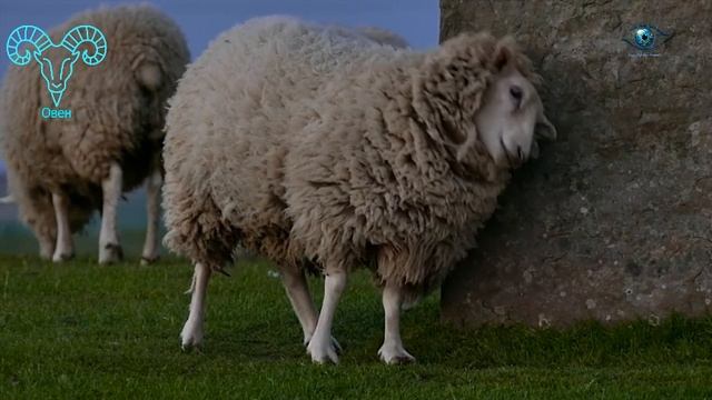 ОВЕН Гороскоп Февраль 2026 год, мюзикл смотреть онлайн