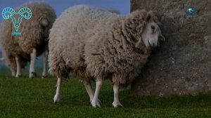 ОВЕН Гороскоп Февраль 2026 год, мюзикл