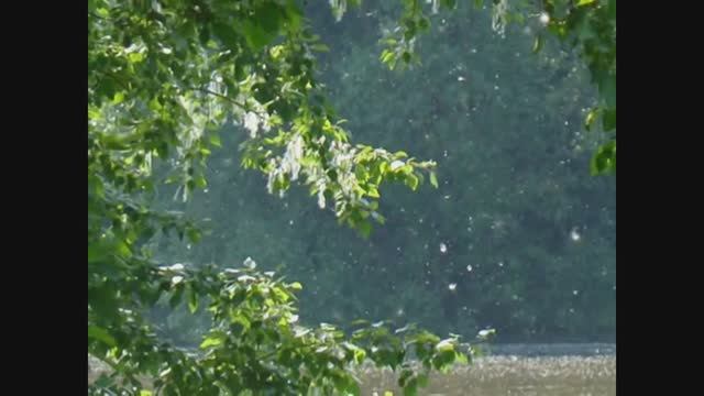 "ТОПОЛИНЫЙ ПУХ" Шувалова Светлана смотреть онлайн