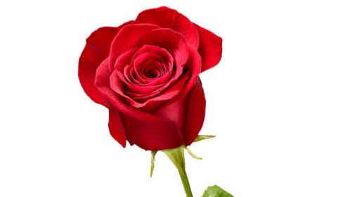 Пожелала Розочке удачу, а она меня заблокировала. ПОДПИШИСЬ смотреть онлайн