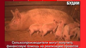 Сельхозпроизводители могут получить господдержку