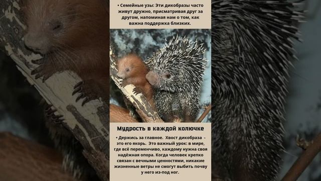 VID_20260128_204126_807.mp4 смотреть онлайн