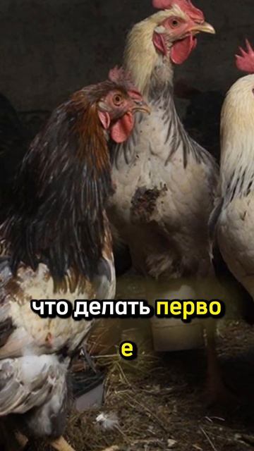 Пухопероед у кур, что делать?