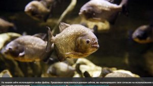 СМИ сообщили о минимум 10 пострадавших при нападении пираний в Бразилии