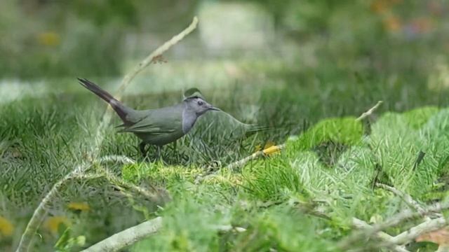 Звук природы. Птицы. Пение птицы Кошачий пересмешник в лесу у озера Звук природы. Птицы. Пение птицы Кошачий пересмешник в лесу у озера