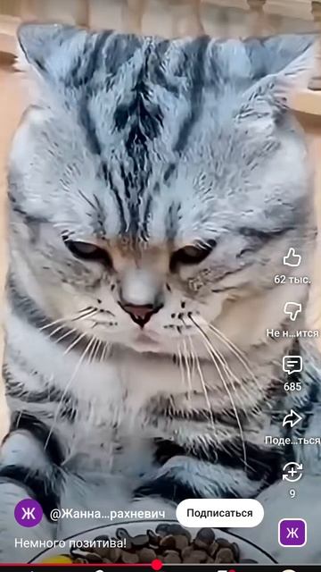 Немного позитива 😺 смотреть онлайн