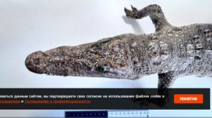 Красноярские таможенники задержали туристку с чучелом крокодила