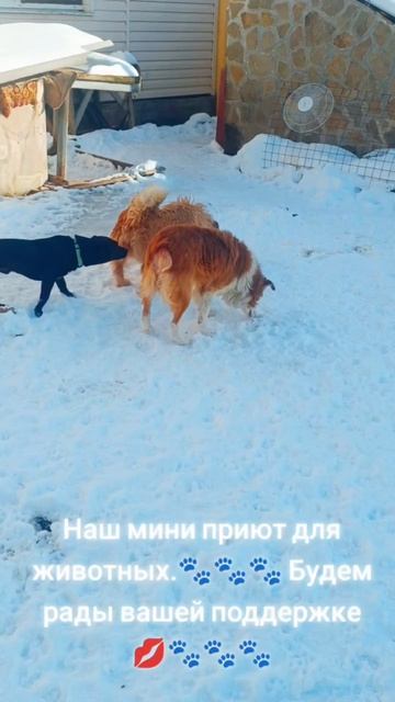 Сельский приют Людмилы просит о помощи смотреть онлайн