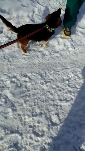 Сегодня произошло маленькое чудо ✨ смотреть онлайн