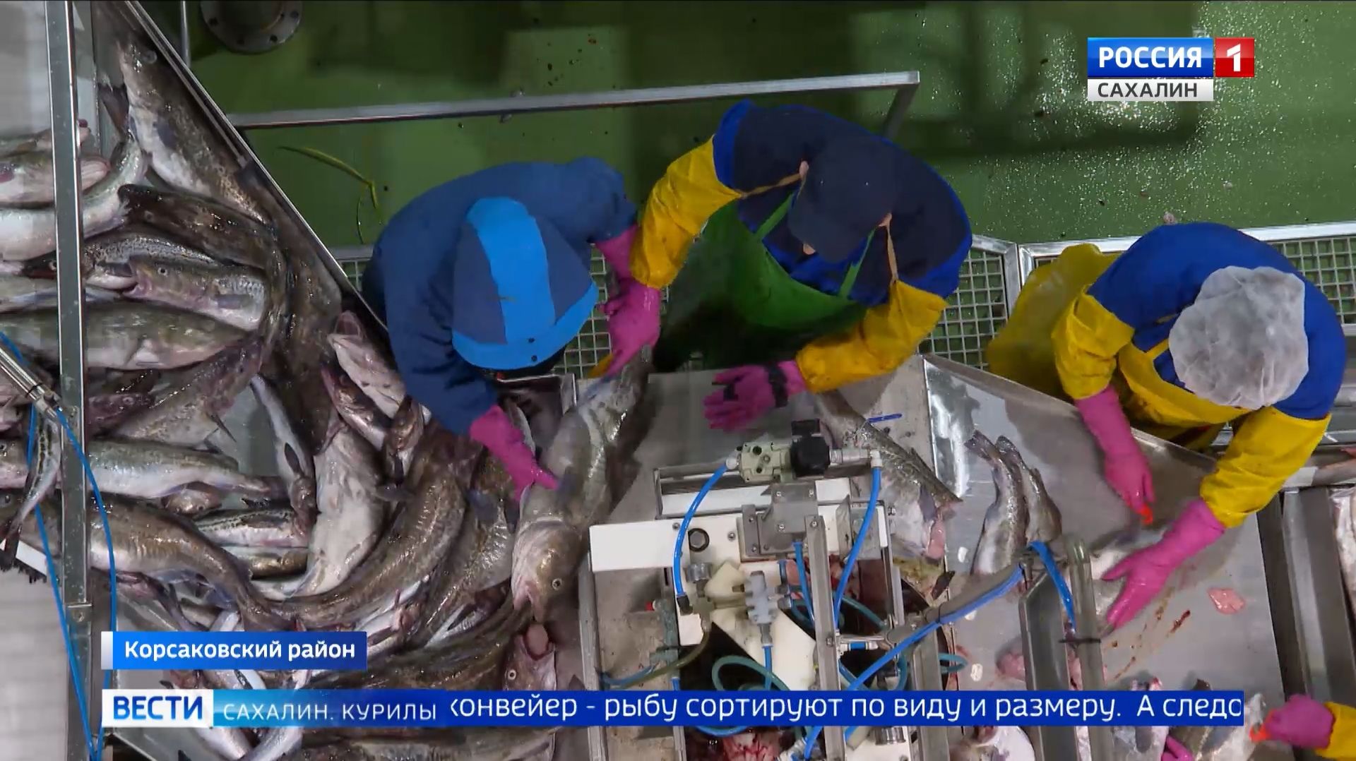 "Вести. Сахалин. Курилы". 27 января 2026 года смотреть онлайн