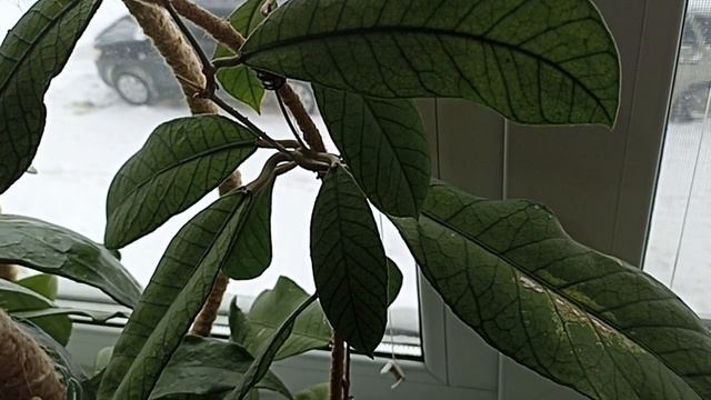 Комнатные Растения На Кухне В Январе смотреть онлайн