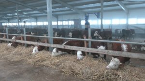 "Семейная ферма". Как грант помог братьям-близнецам развить хозяйство