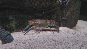 Голубой кубинский рак. Кубинский рак. Рак решил позавтракать рыбкой-соседом. Океанариум РИО