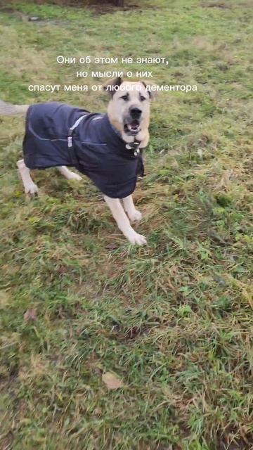 Они — наши патронусы ❤️