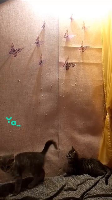 малыши вышли на охоту