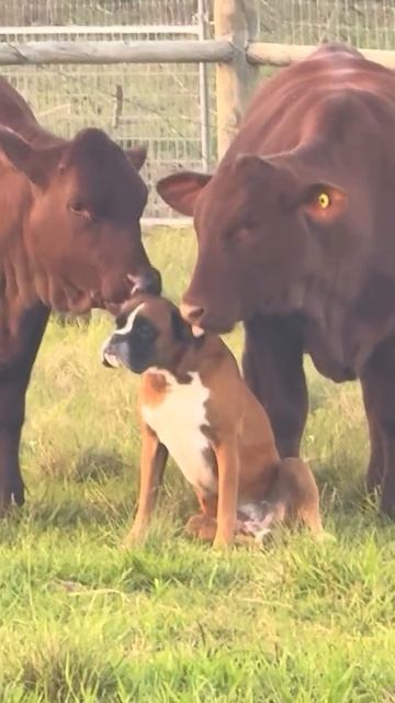 2.mp4 смотреть онлайн