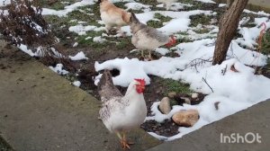 Первые первоцветы.  Куры на траве после снега. Запеканка на завтрак.