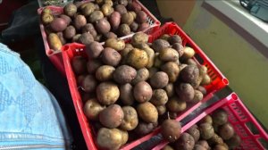 Подписчица рекомендует сорт картофеля "Сынок"