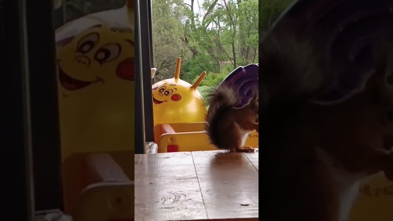 Белка пришла !!! смотреть онлайн