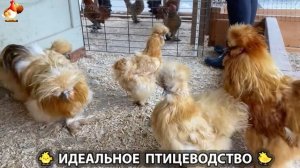 Идеальное птицеводство достойно восхищения 🐓🦆🦢🦚🦃🐔 эпизод (449)