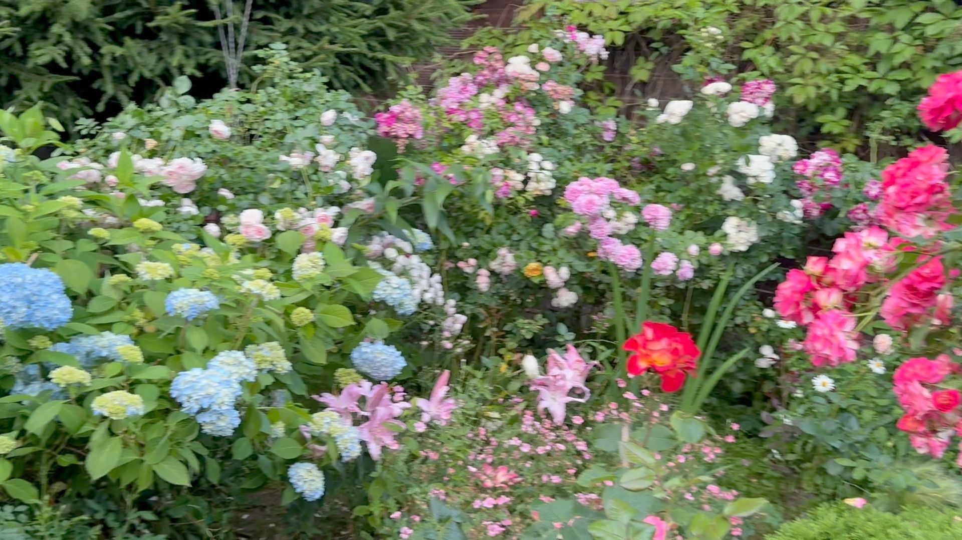 Июль в Саду 21 и 24 июля 2025 смотреть онлайн