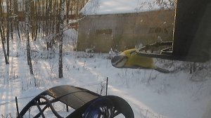 Куст, птицы и ничего более.