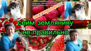 Сеем землянику экспериментально без правил