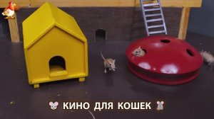 Видео для кошек про крысок развлекать питомцев 🐭🐀😂 (443)
