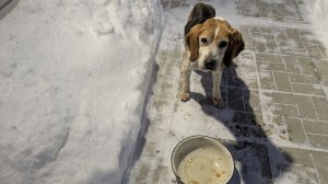 Спасли собаку редкой породы.
