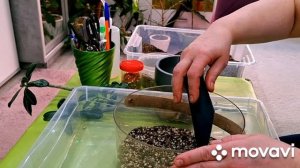 ЦВЕТОЧНЫЕ ДЕЛА.КОМНАТНЫЕ РАСТЕНИЯ(ЦВЕТЫ).АДЕНИУМ.ПОСЕВ СЕМЯН АДЕНИУМА.