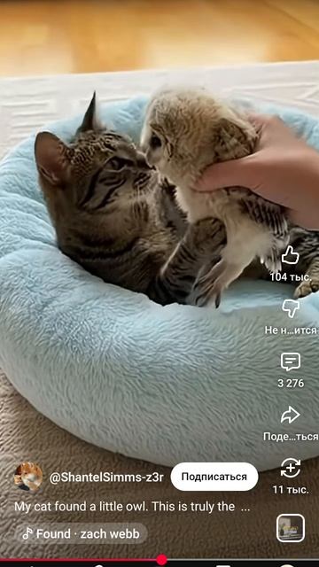 Мой кот 😻 нянька совенку 🦉 смотреть онлайн