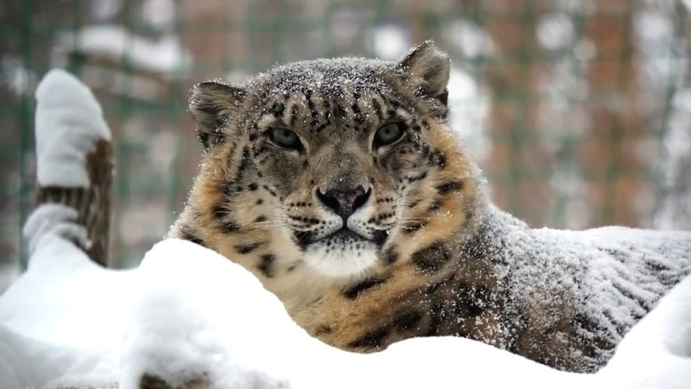 Снежный барс Нарина в заснеженном вольере и ее ближайшие соседи. смотреть онлайн