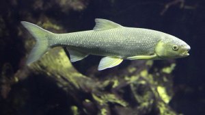 Реальная рыбалка 2. Вырезуб