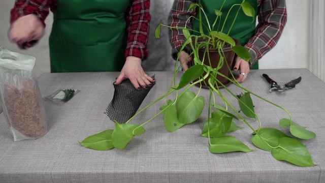 Дачные штучки-Выпуск 3 (как сделать опору для комнатных растений) #цветы #комнатныерастения смотреть онлайн